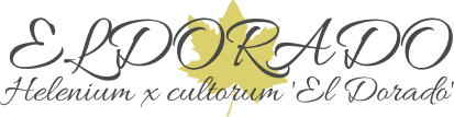 ELDORADO Helenium x cultorum 'El Dorado'