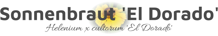 Sonnenbraut 'El Dorado' Helenium x cultorum 'El Dorado'
